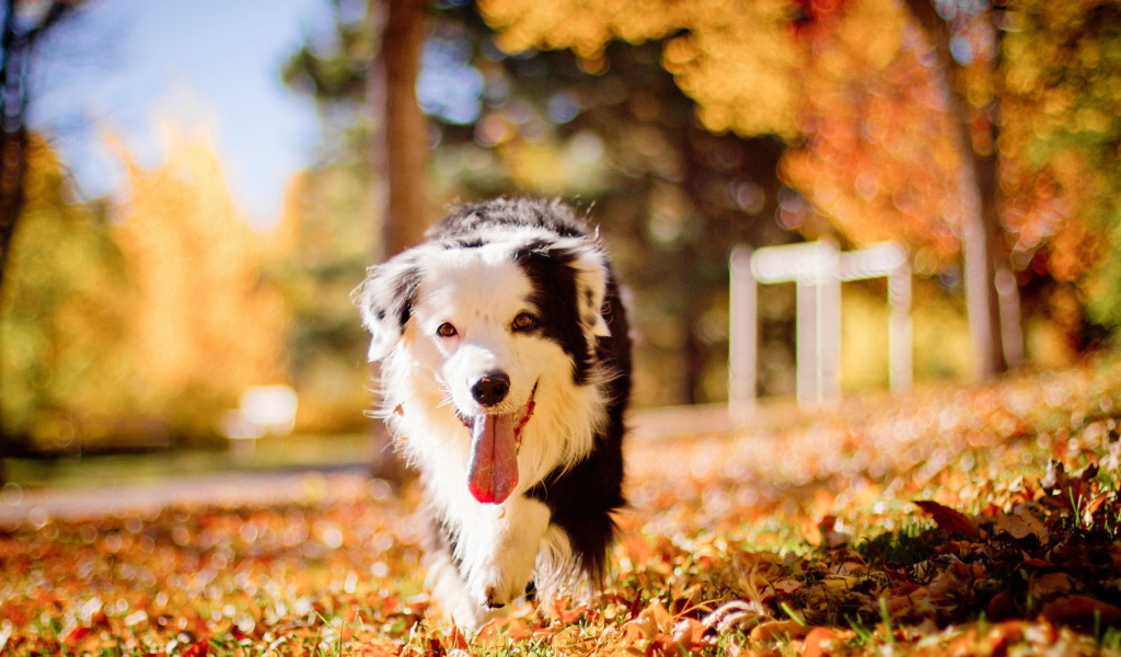 Собака бежит высунув язык