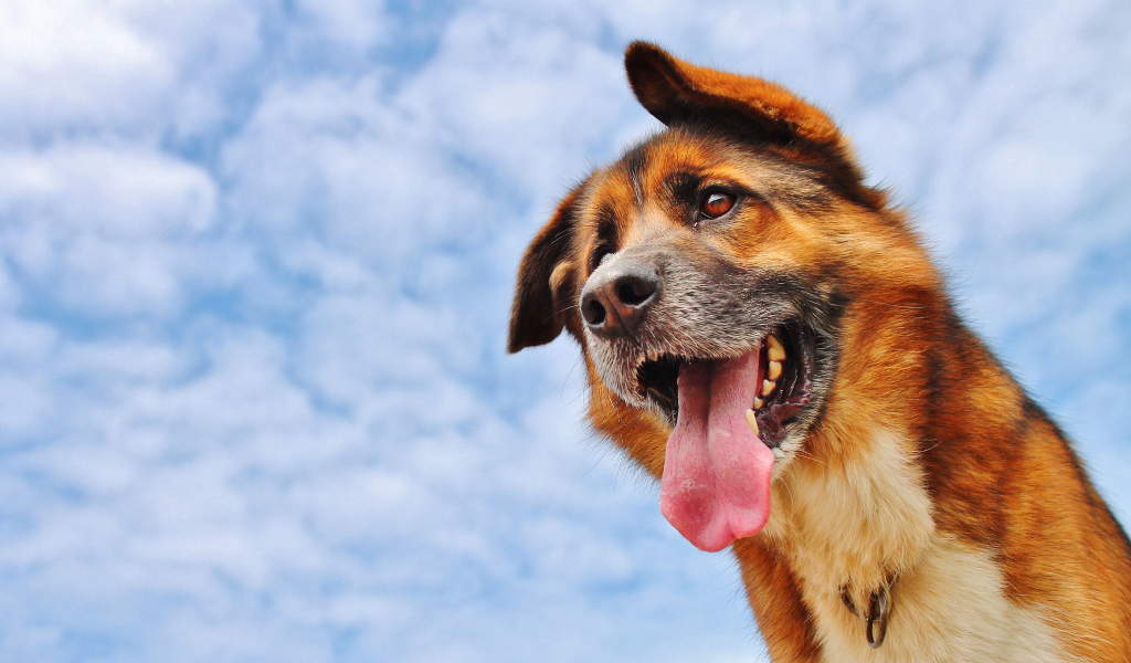 Собака высунула язык