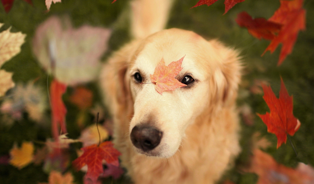 Собака с осенними листьями