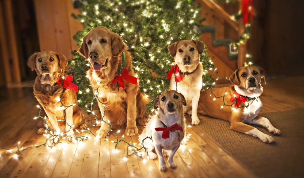 Собаки празднуют Рождество