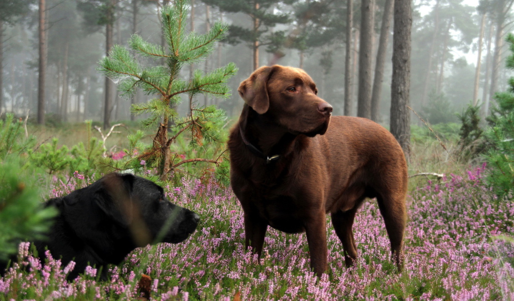 Собаки в лесу