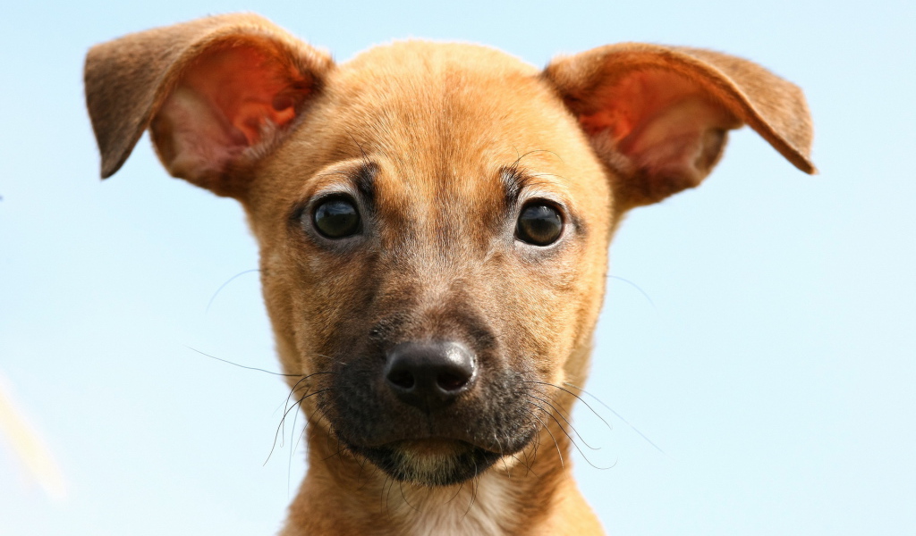 Ушастая собака