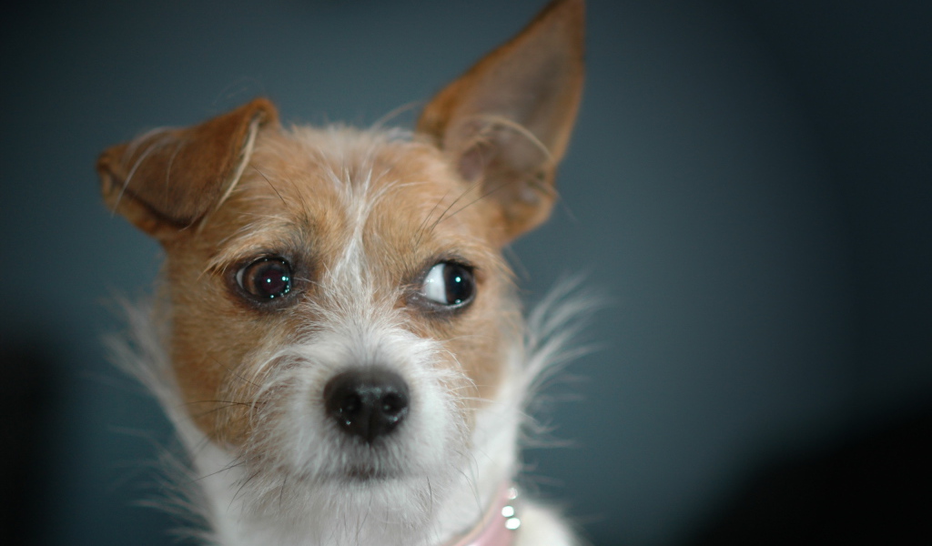 Ушастая дворняжка