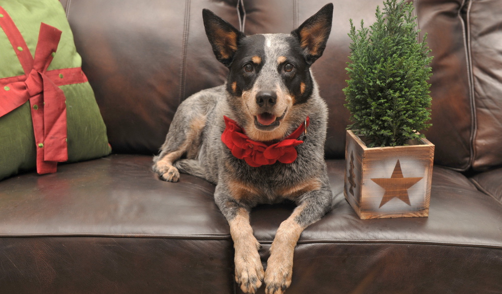 Праздничная собака с бантом