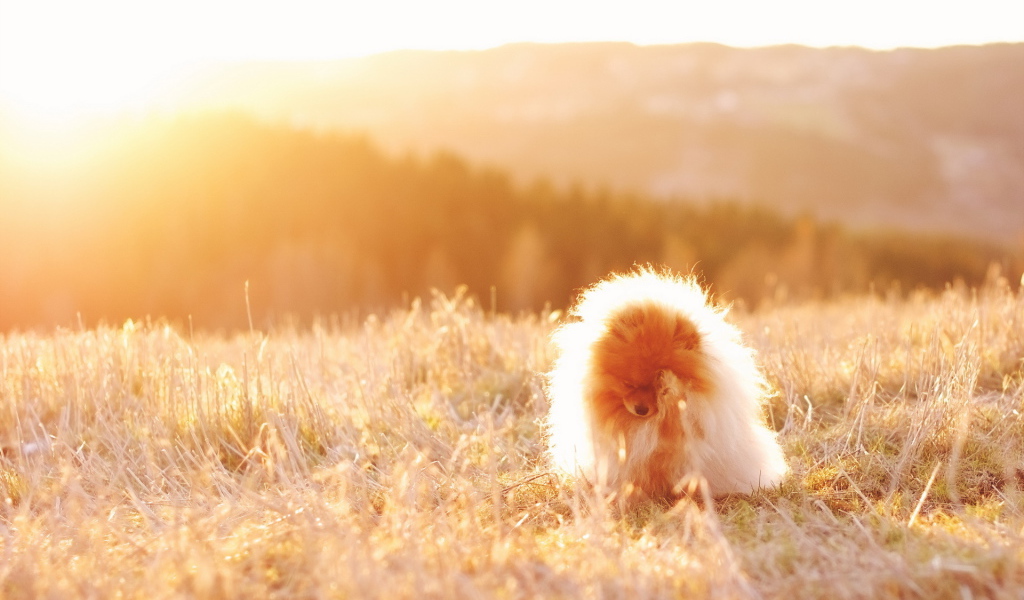 Пушистая собака