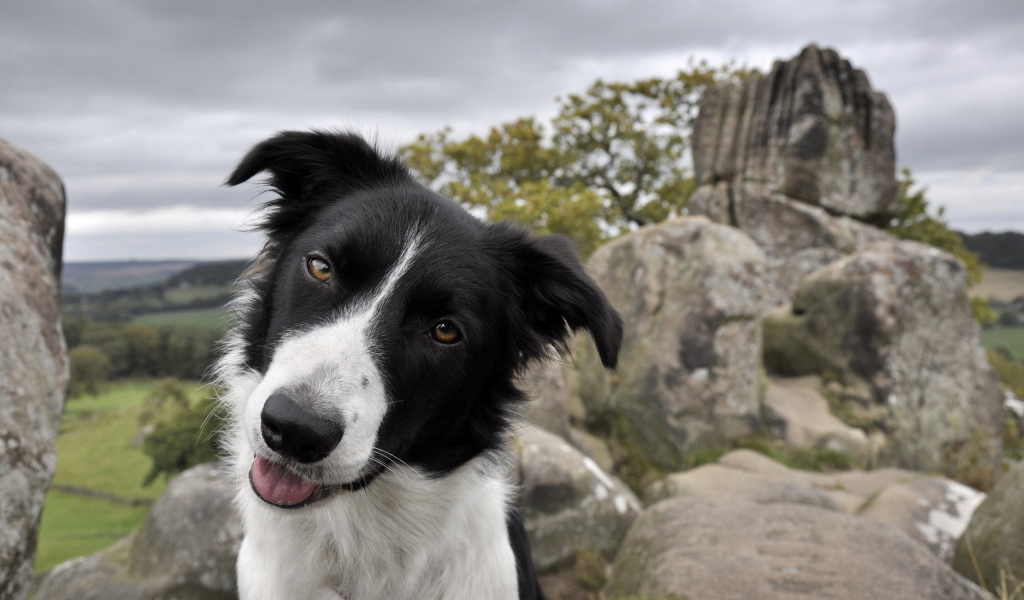 Дружелюбный взгляд