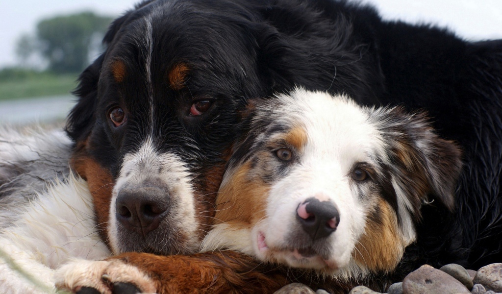 Друзья лежат на камнях