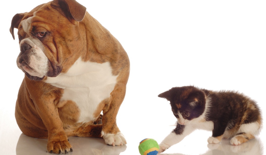 Котенок и собака