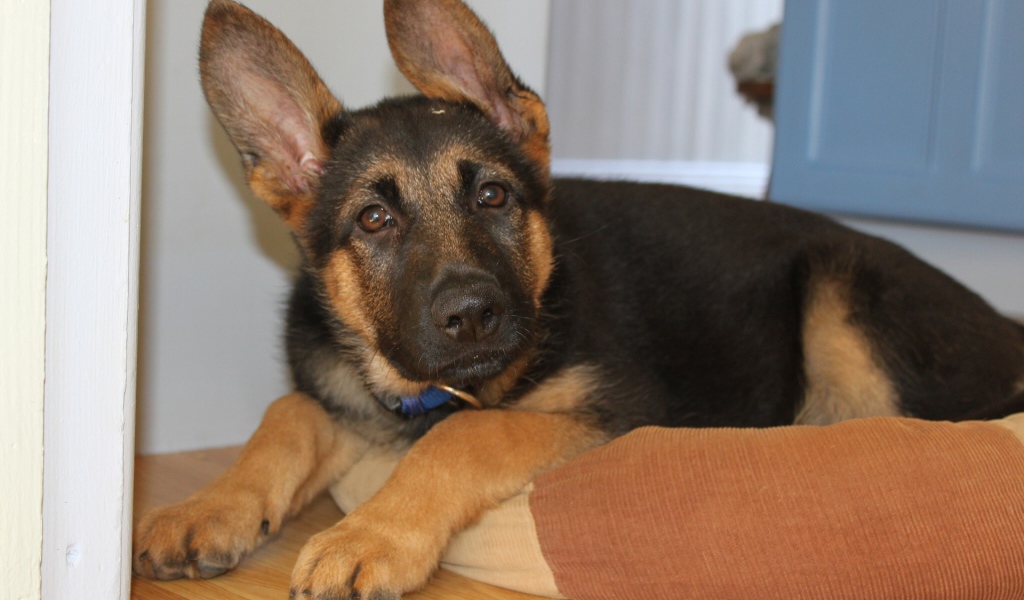 Щенок Немецкой овчарки