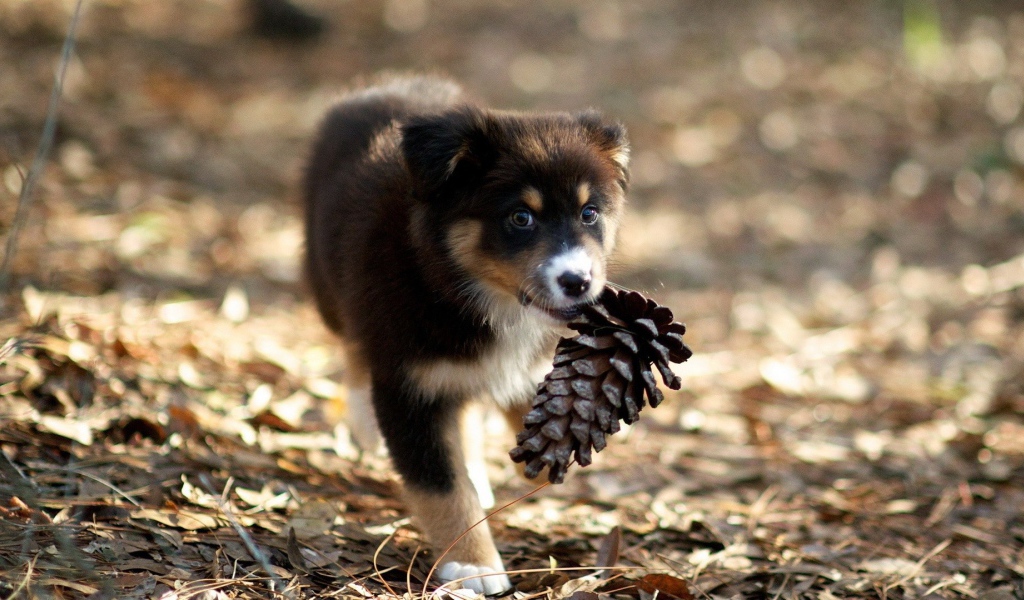 Щенок несет шишку