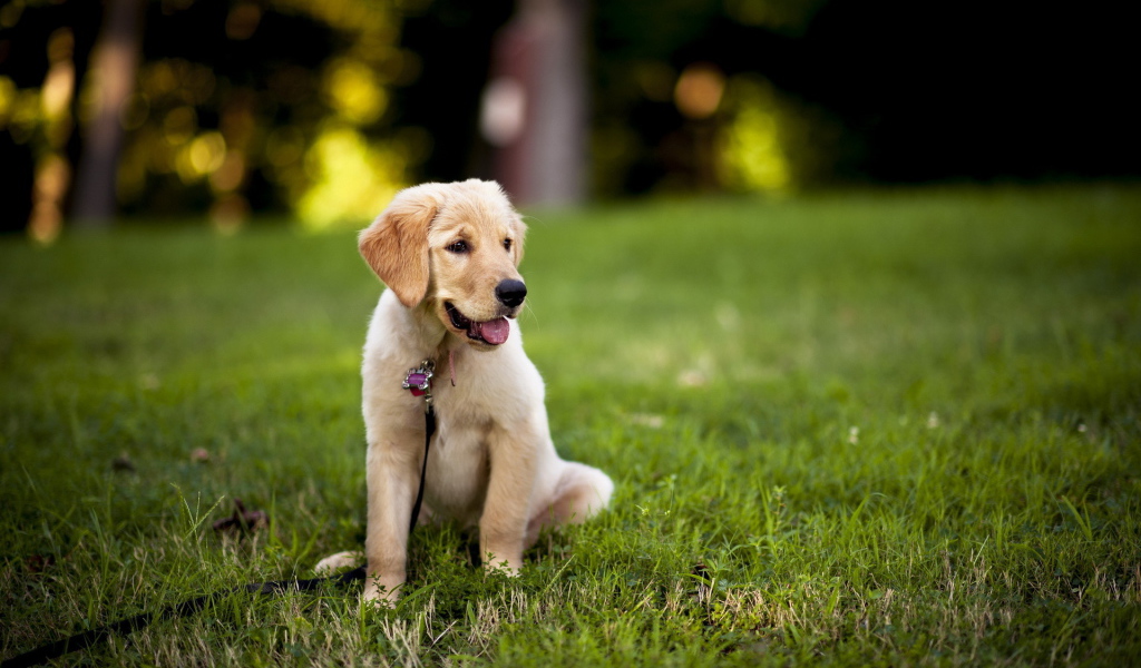 Щенок с поводком