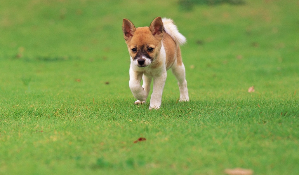 Щенок бежит по траве