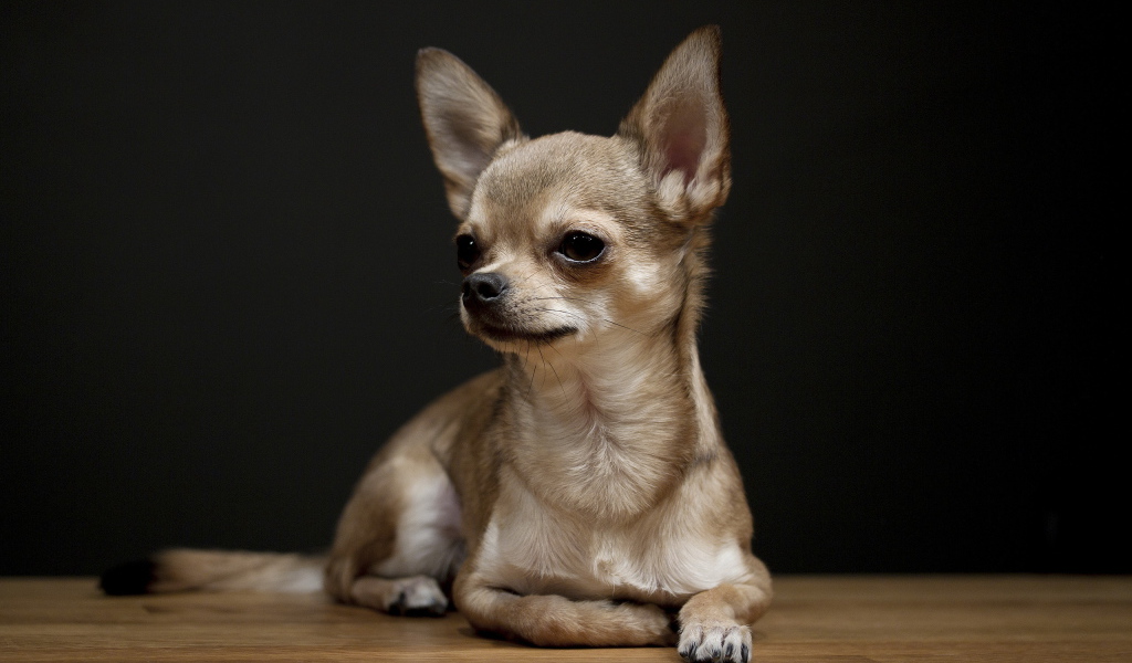 Маленькая собака с длинными ушами