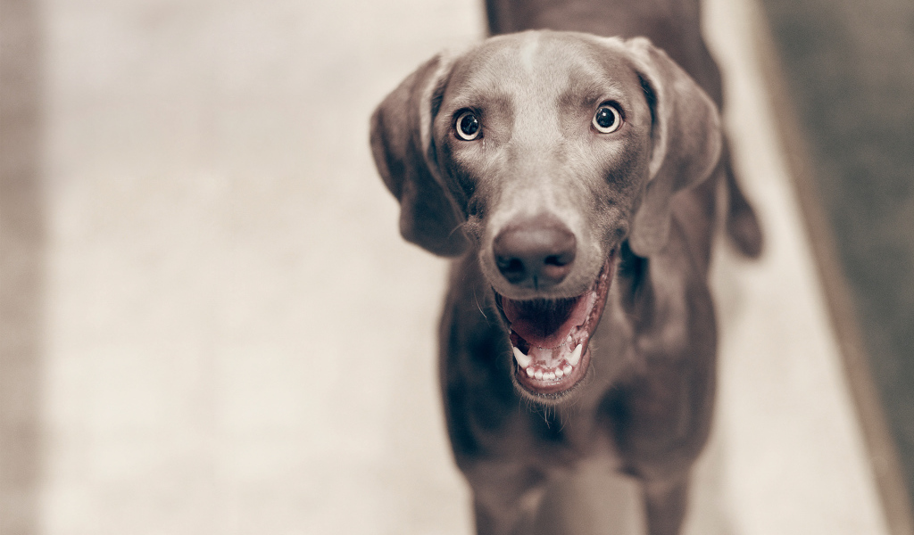 Улыбка собаки