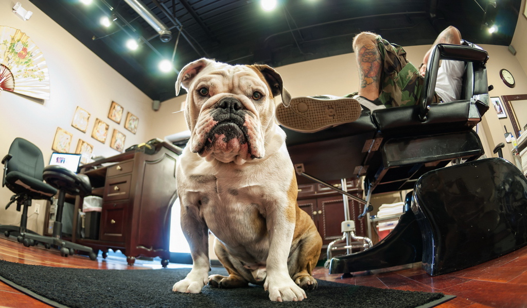 Собака у ног хозяина