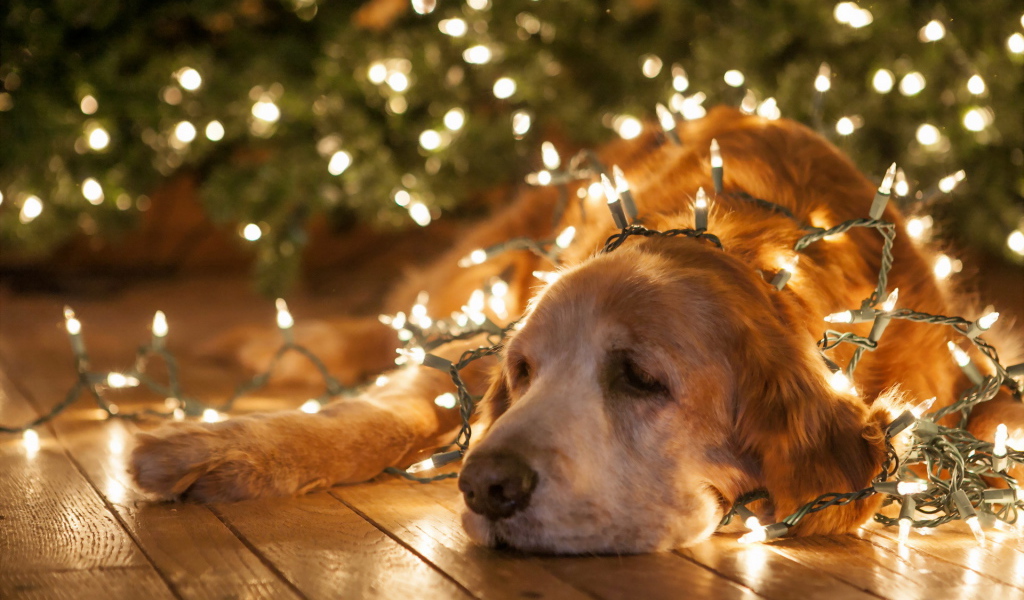 Собака в елочных гирляндах
