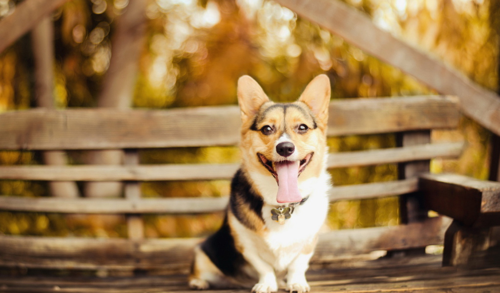 Собака сидит на скамейке