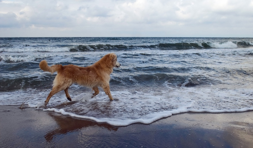 Собака на море