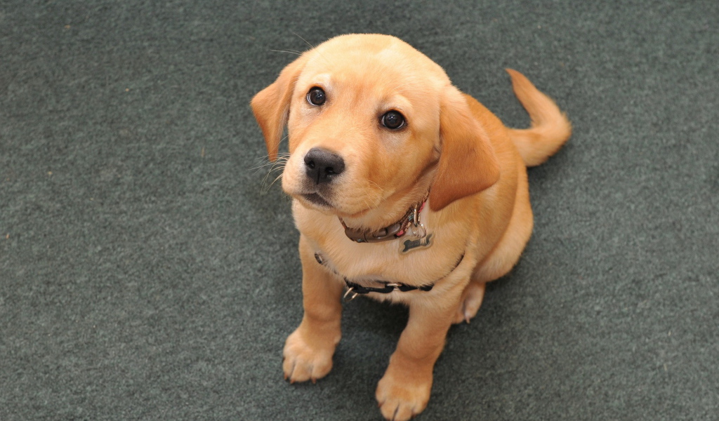 Взгляд преданной собаки