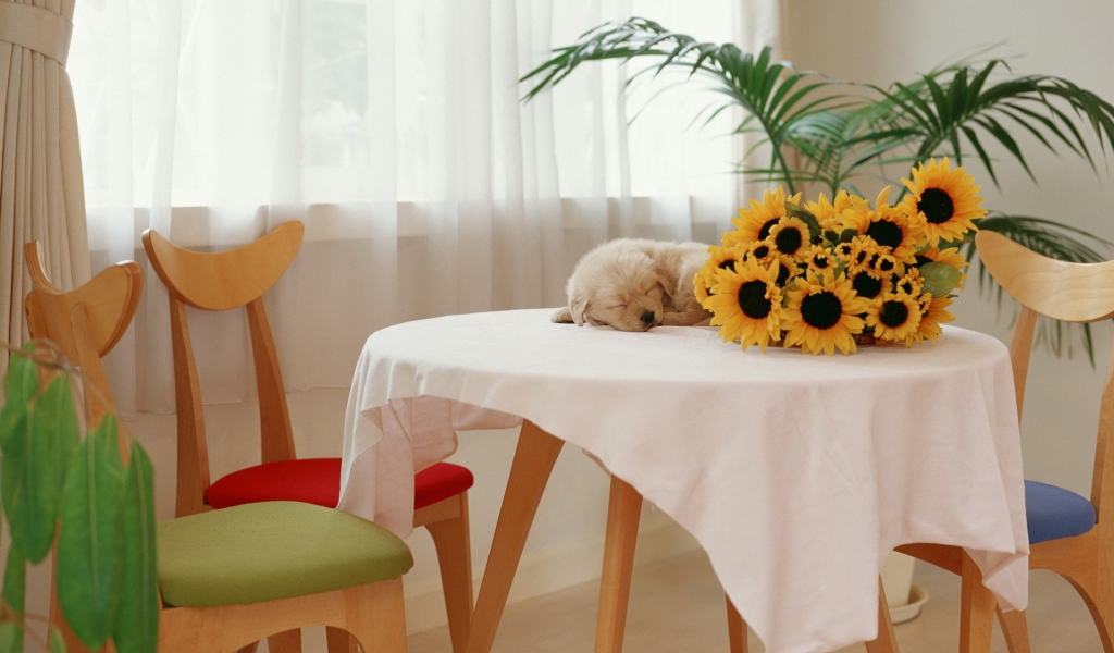 Щенок спит на столе