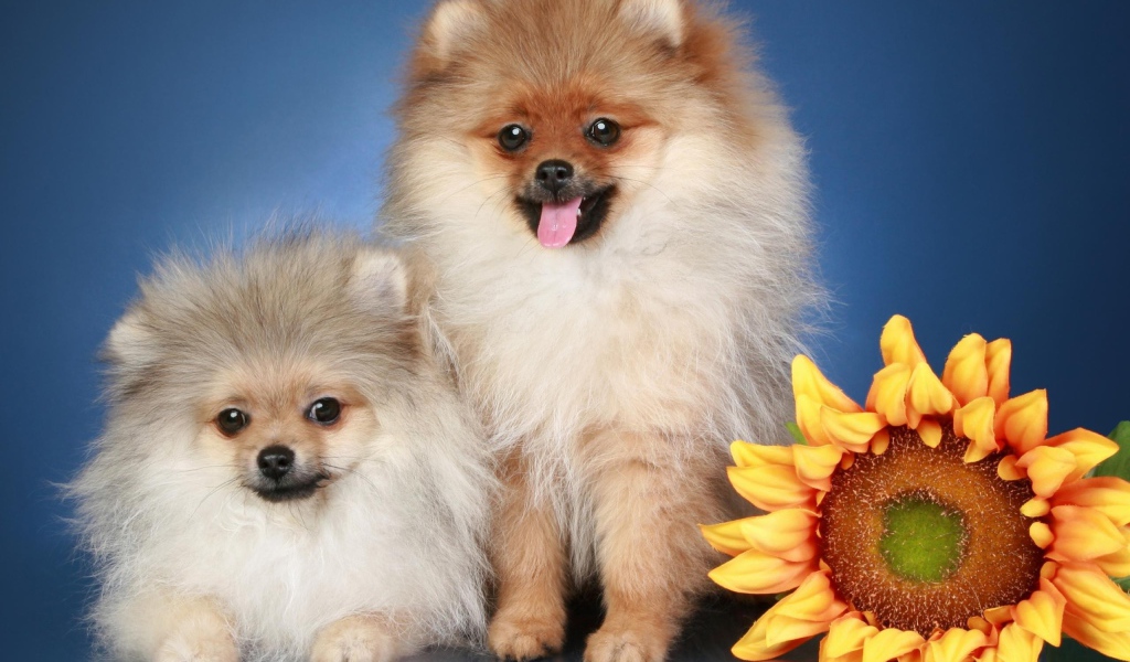 Две пушистые собаки