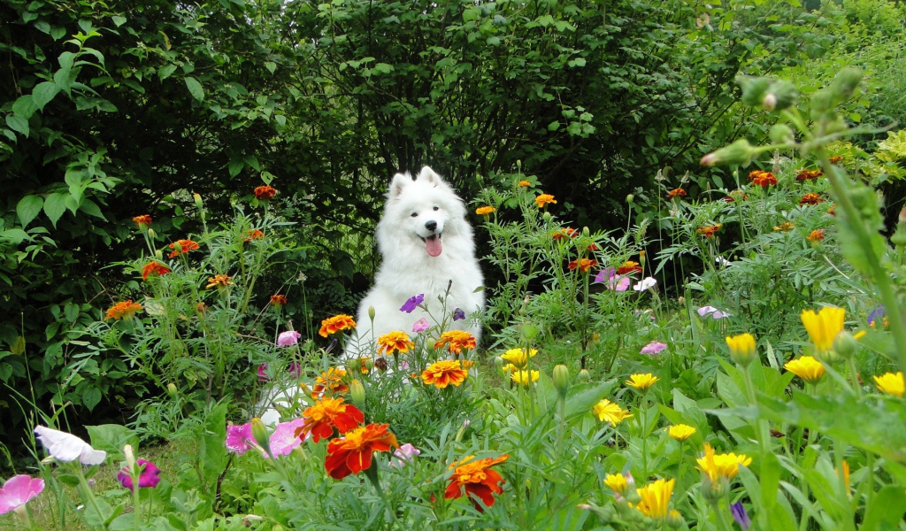 Белая собака бежит по цветкам