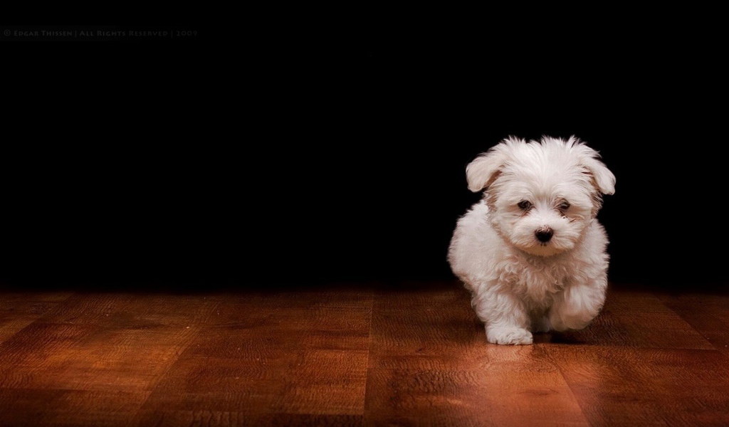 Белый пушистый щенок на полу