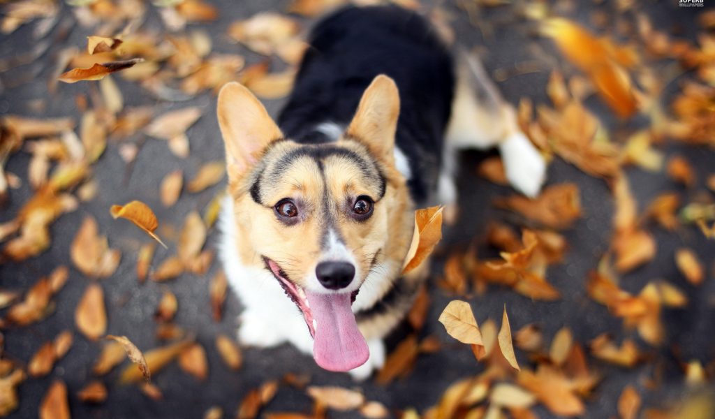 Вельш-корги на осенней листве