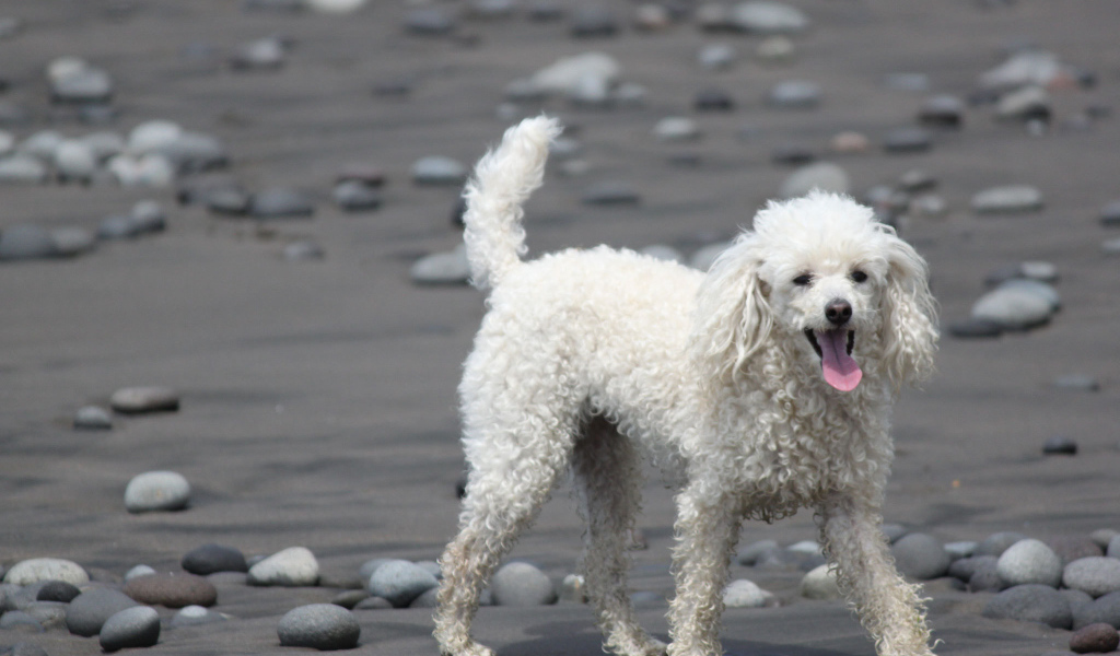 Пудель гуляет по пляжу