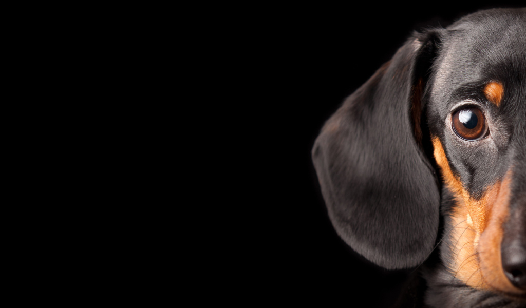 Выразительный взгляд таксы