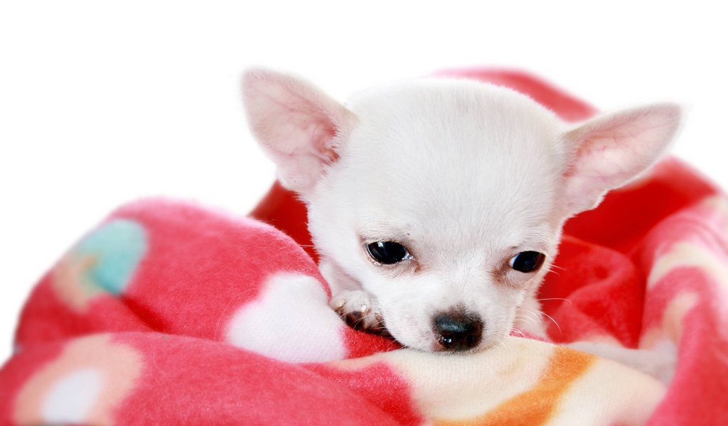 Маленькая чихуахуа на пледе
