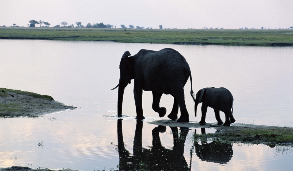 Слониха мама с ребенком