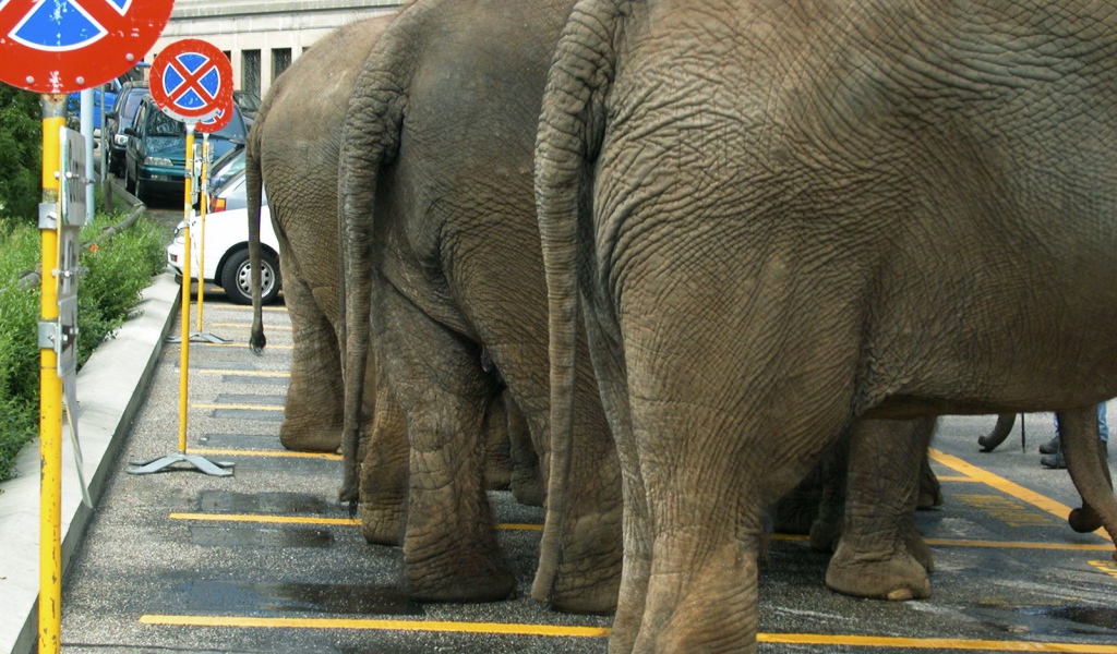 Слоны на парковке