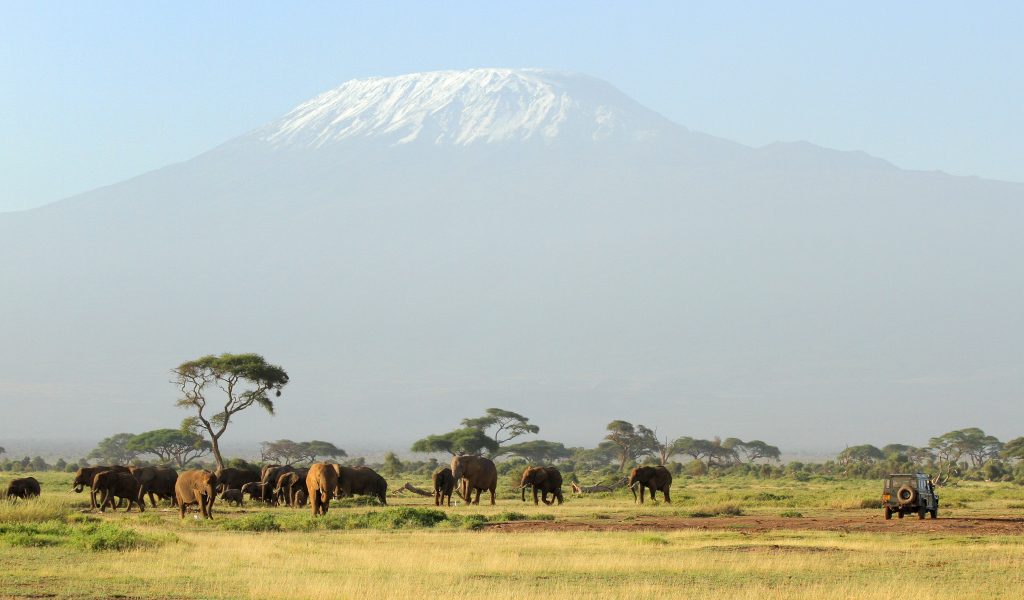 Слоны в красивой природе