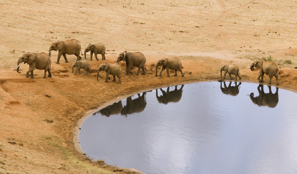 Стадо африканских слонов