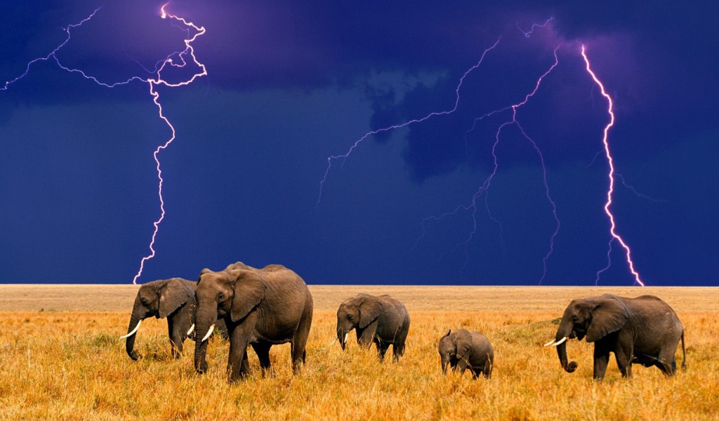 Слоны и надвигающаяся гроза
