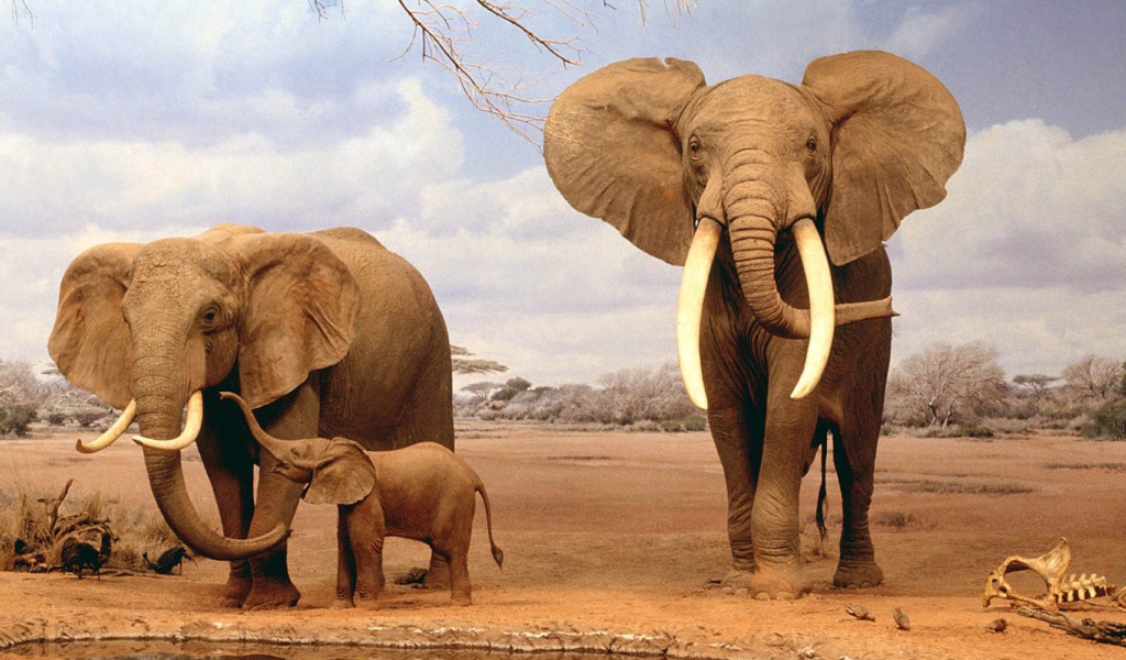 	   The family of African elephants