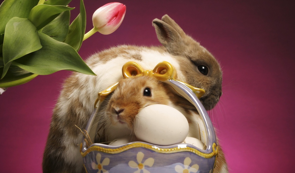 Кролики и куриные яйца