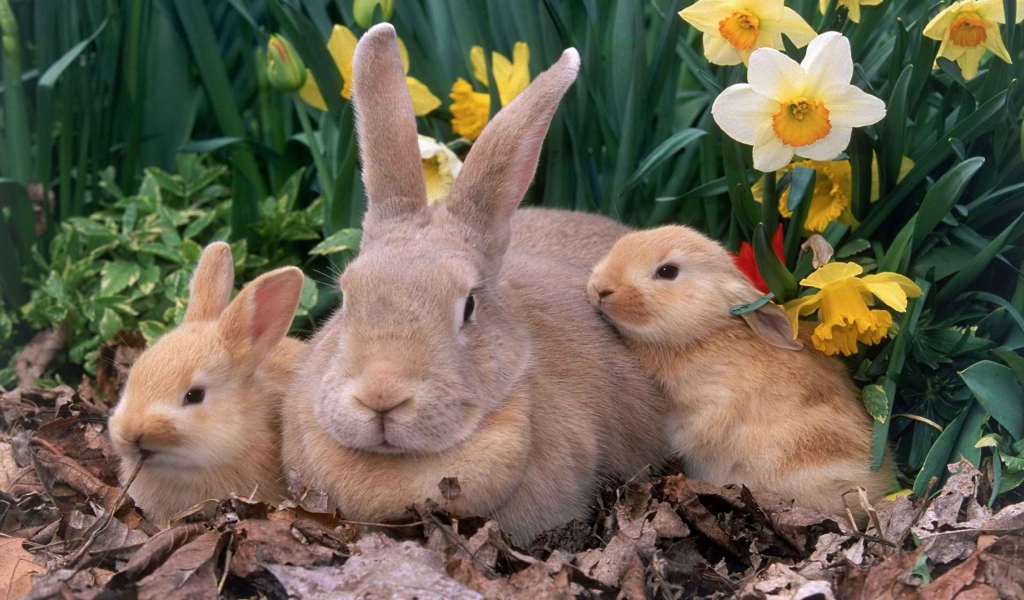 Крольчиха с крольчатами