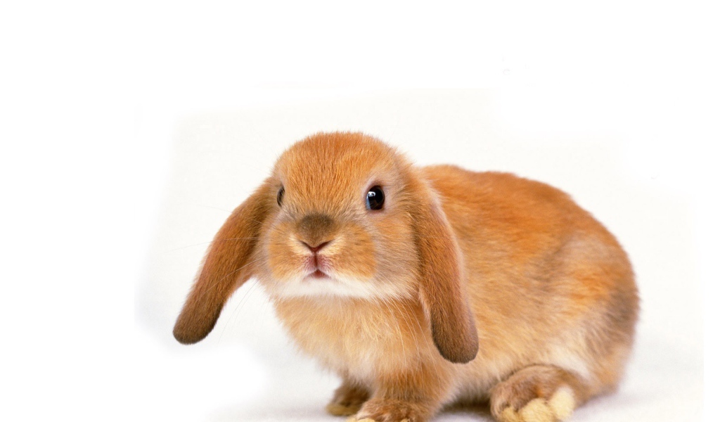 Вислоухий рыжий кролик