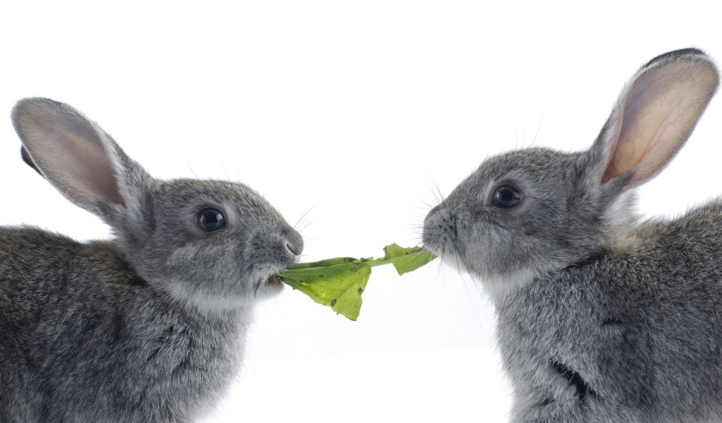 Rabbits are eating cabbage