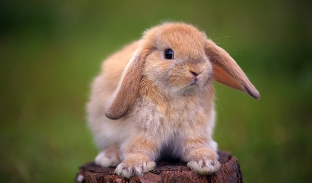 	   Decorative rabbit