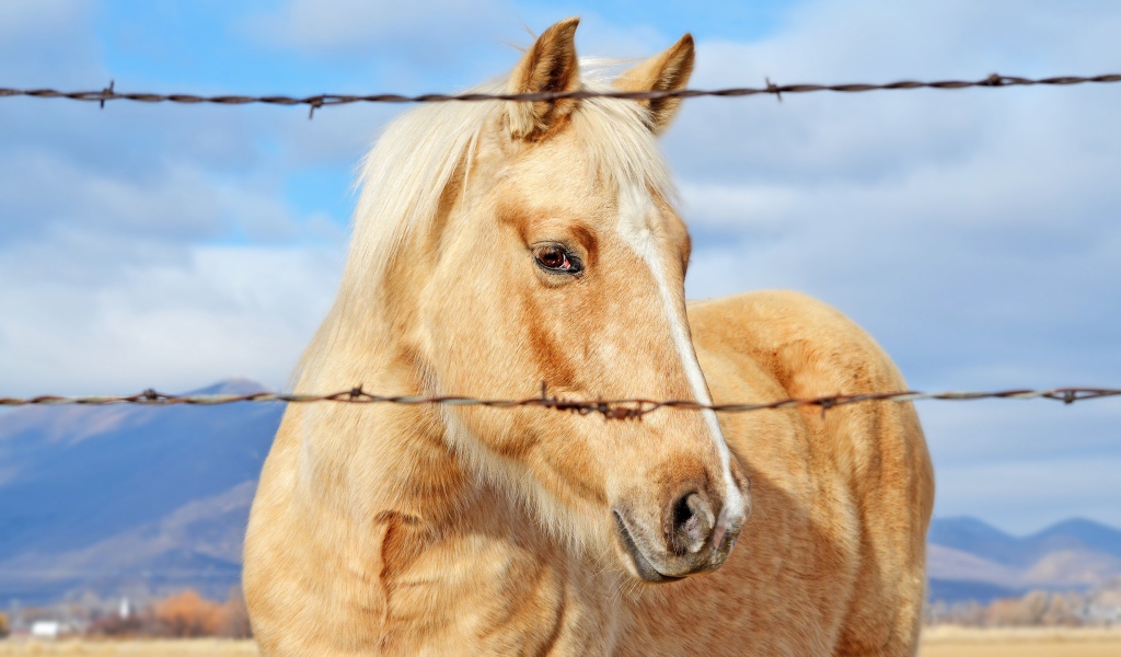 Лучшая лошадь