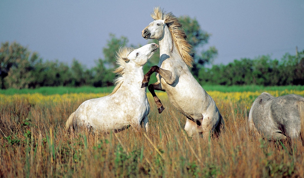 Драка лошадей