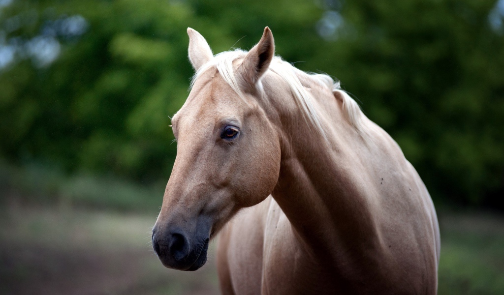 Голова белой лошади