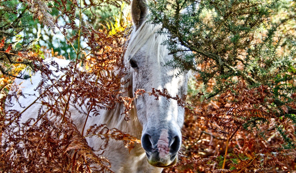 Морда белой лошади