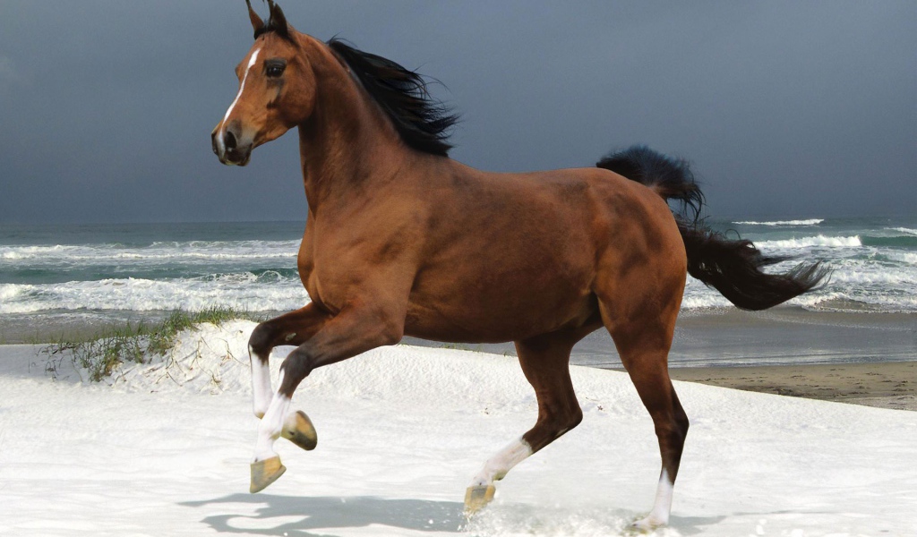 Лошадь на пляже