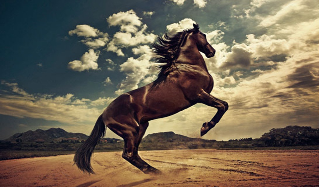 Лошадь гарцует 