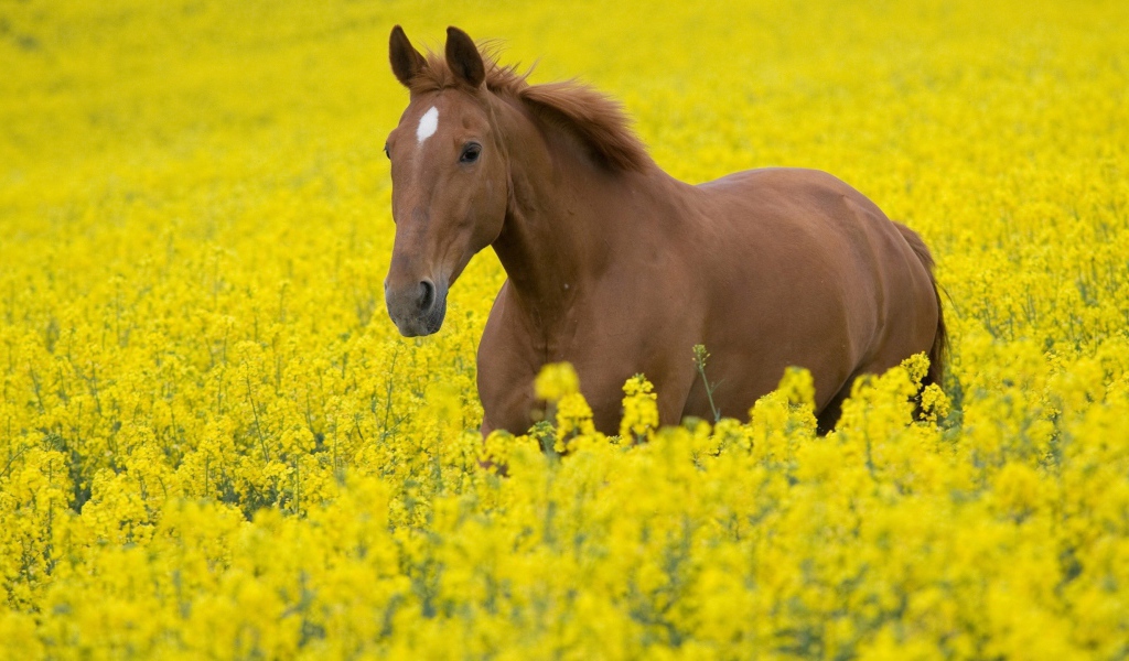 Лошадь в желтых цветах
