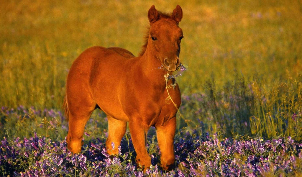 Лошадь с цветком